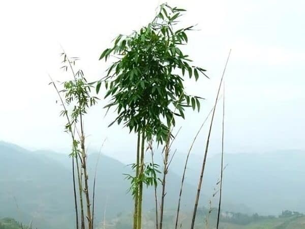 Graines de Dendrocalamus barbatus, graines de Luông, graines de Bambou géant