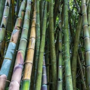 Graines de Dendrocalamus barbatus, graines du Luông, graines de bambou géant