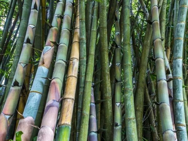 Graines de Dendrocalamus barbatus, graines du Luông, graines de bambou géant