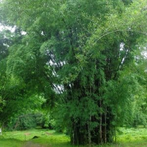 Graines de Dendrocalamus membranaceus, graines de bambou blanc