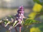 Graines d'Ocimum basilicum 'Glycyrrhizum', graines de Basilic réglisse