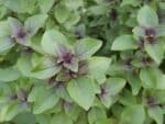Graines d'Ocimum basilicum 'Glycyrrhizum', graines de Basilic réglisse
