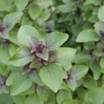 Graines d'Ocimum basilicum 'Glycyrrhizum', graines de Basilic réglisse