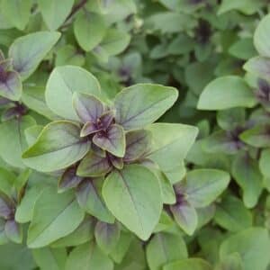 Graines d'Ocimum basilicum 'Glycyrrhizum', graines de Basilic réglisse