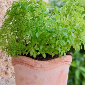 Graines d'Ocimum basilicum var. minimum, graines de Basilic grec
