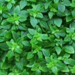 Graines d'Ocimum basilicum var. minimum, graines de Basilic grec