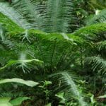Graines de Phoenix pusilla, graines de Palmier dattier nain