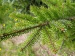Graines de Picea omorika, graines d'Epicéa de Serbie