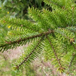 Graines de Picea omorika, graines d'Epicéa de Serbie