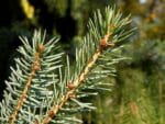 Graines de Picea omorika, Graines d'Epicéa de Serbie