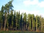 Graines de Picea omorika, graines d'Epicéa de Serbie