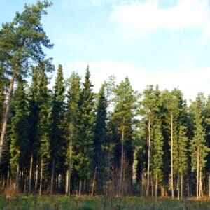 Graines de Picea omorika, graines d'Epicéa de Serbie