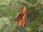 Graines de Picea omorika, graines d'Epicéa de Serbie