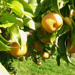 Graines de Pyrus pyrifolia, graines de Nashi