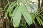 Salacca zalacca, graines de Salak