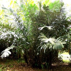 Salacca zalacca, Salak, graines de Salak