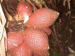 Salacca zalacca, Salak, Graines de Salak