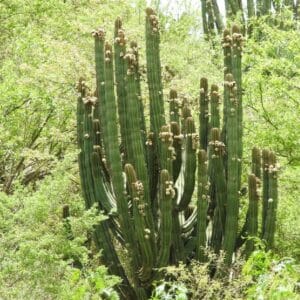 Graines de Stenocereus queretaroensis, graines de Pitaya de Querétaro