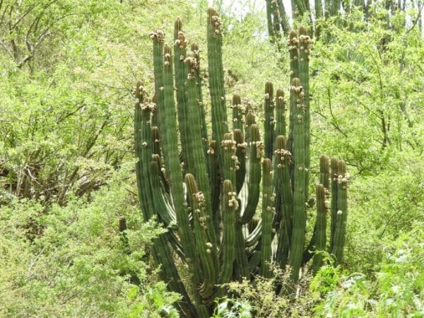Graines de Stenocereus queretaroensis, graines de Pitaya de Querétaro