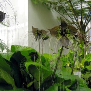 Graines de Tacca chantrieri, graines de Fleur chauve-souris