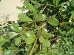 Terminalia neotaliala, graines d'Amandier de Madagascar, Terminalia mantaly, Graines de Mantaly