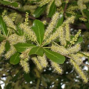 Graines de Terminalia neotaliala, graines d'Amandier de Madagascar, Terminalia mantaly, Graines de Mantaly