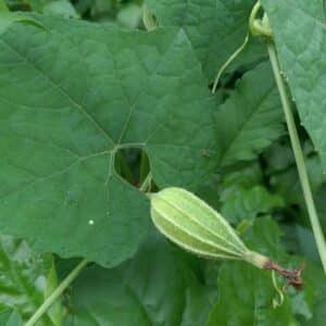 Graines de Trichosanthes costata, graines de Gymnopetalum chinense