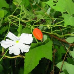 Graines de Trichosanthes costata, graines de Gymnopetalum chinense