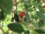 Graines d'Acca sellowiana, graines de Feijoa