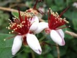 Graines d'Acca sellowiana, graines de Feijoa