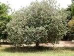 Graines d'Acca sellowiana, graines de Feijoa
