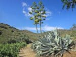 Graines d'Agave americana, graines d'Agave d'Amérique