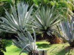 Graines d'Agave americana, graines d'Agave d'Amérique