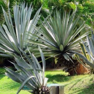 Graines d'Agave americana, graines d'Agave d'Amérique