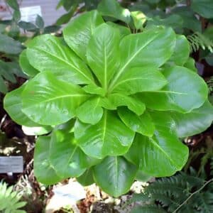 Plants de Brighamia insignis, plants de Palmier de Hawaï