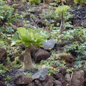 Plants de Brighamia insignis, plants de Palmier de Hawaï