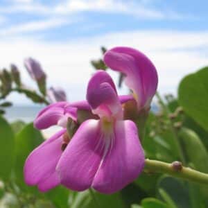 Graines de Canavalia rosea, graines de Pois de bord-de-mer