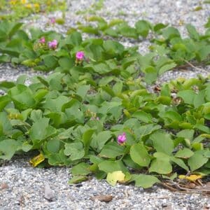 Graines de Canavalia rosea, graines de Pois de bord-de-mer
