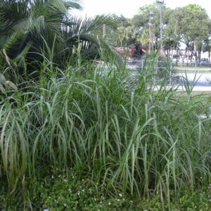 Graines de Cenchrus purpureus, graines de canne fourragère, graines de Pennisetum purpureum