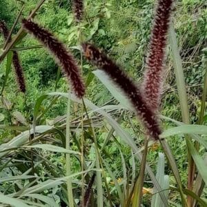 Graines de Cenchrus purpureus, graines de canne fourragère, graines de Pennisetum purpureum