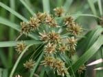 Graines de Cyperus alternifolius, graines de Souchet à feuilles alternes, Faux papyrus