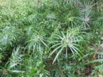 Graines de Cyperus alternifolius, graines de Souchet à feuilles alternes, Faux papyrus