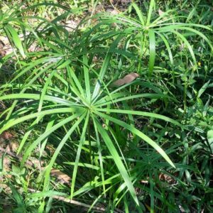 Graines de Cyperus alternifolius, graines de Souchet à feuilles alternes, Faux papyrus