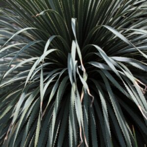 Graines de Dasylirion cedrosanum 'Blue Giant', Graines de Cedros Sotol 'Blue Giant'