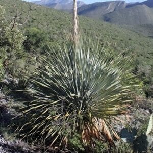 Graines de Dasylirion cedrosanum 'Blue Giant', graines de Cedros Sotol 'Blue Giant'