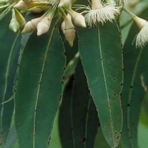 Graines d'Eucalyptus pellita, graines d'Acajou rouge à gros fruits