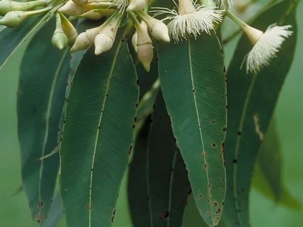 Graines d'Eucalyptus pellita, graines d'Acajou rouge à gros fruits