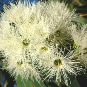 Graines d'Eucalyptus pellita, graines d'Acajou rouge à gros fruits