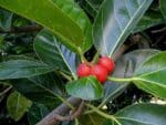 Graines de Ficus benghalensis, graines de Figuier des pagodes