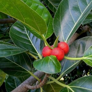 Graines de Ficus benghalensis, graines de Figuier des pagodes